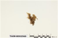 藏品(青苔科)的圖片